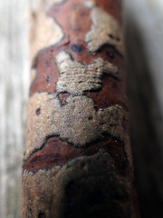 Diatrype decorticata