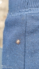 Dermacentor reticulatus