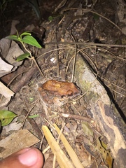 Leptodactylus poecilochilus