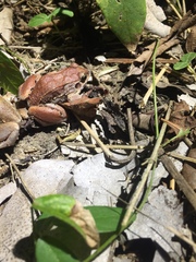 Leptodactylus poecilochilus