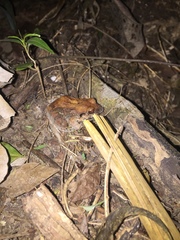 Leptodactylus poecilochilus