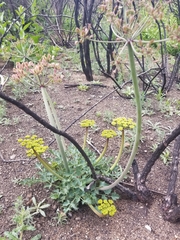 Lomatium lucidum