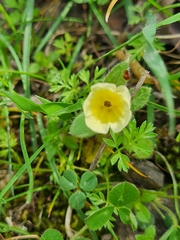 Nonea alpestris