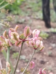 Lomatium lucidum