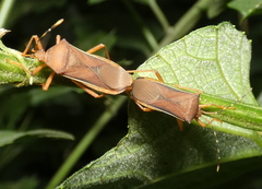 Anasa varicornis