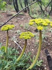 Lomatium lucidum