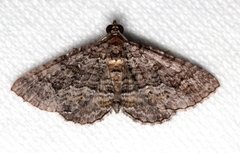 Chrysolarentia