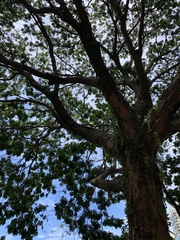 Paubrasilia echinata