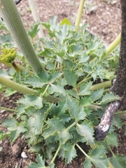 Lomatium lucidum