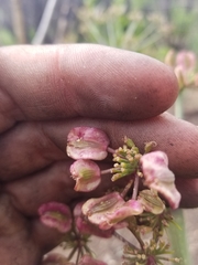 Lomatium lucidum