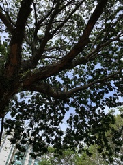 Paubrasilia echinata