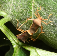 Anasa varicornis