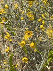 Senna phyllodinea