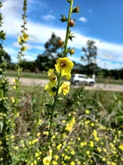 Verbascum virgatum