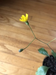 Lapsana communis