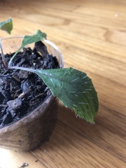 Lapsana communis