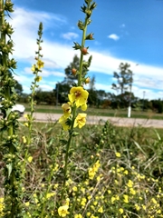 Verbascum virgatum