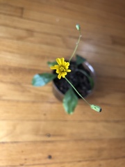 Lapsana communis