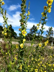 Verbascum virgatum