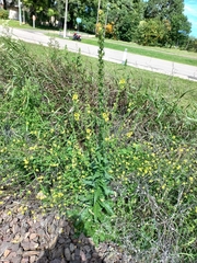 Verbascum virgatum