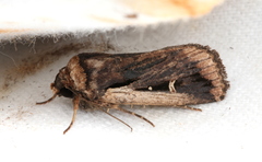 Proteuxoa tortisigna