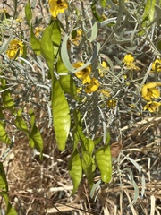 Senna phyllodinea