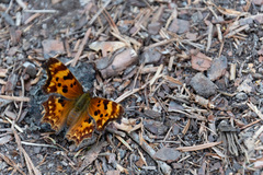Polygonia oreas