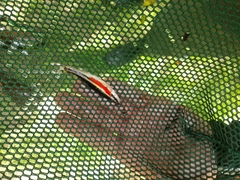 Clinostomus elongatus