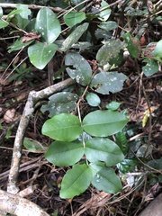 Eugenia stewardsonii