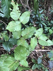 Rubus florulentus