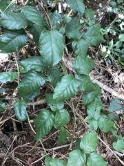 Rubus florulentus