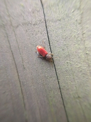 Zenodosus sanguineus