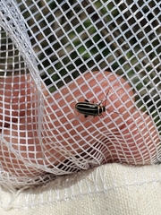 Disonycha pensylvanica