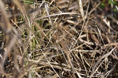 Lacerta trilineata major