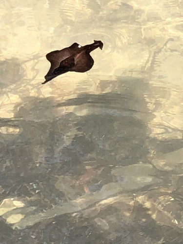 Atlantic Black Seahare