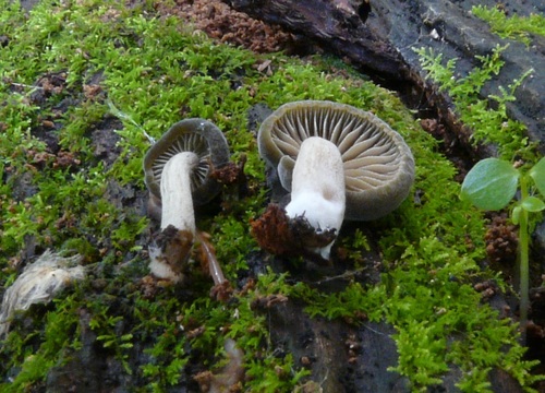 Simocybe pruinata image
