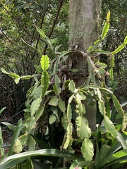 Rhipsalis pachyptera