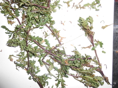 Senecio pinnatilobatus