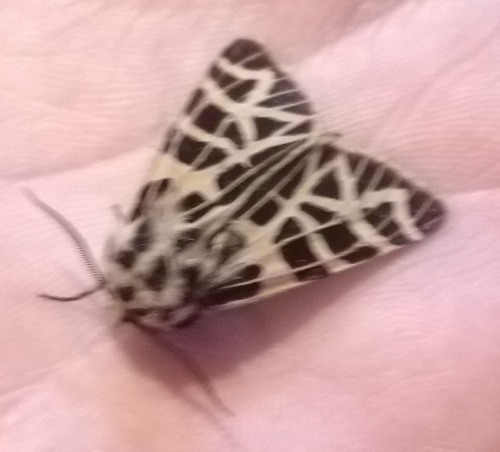 iNaturalist observation photo of Ornate Tiger Moth