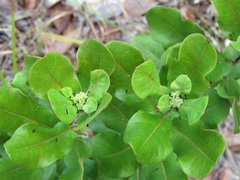 Asclepias tomentosa