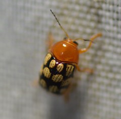 Cryptocephalus guttulatus