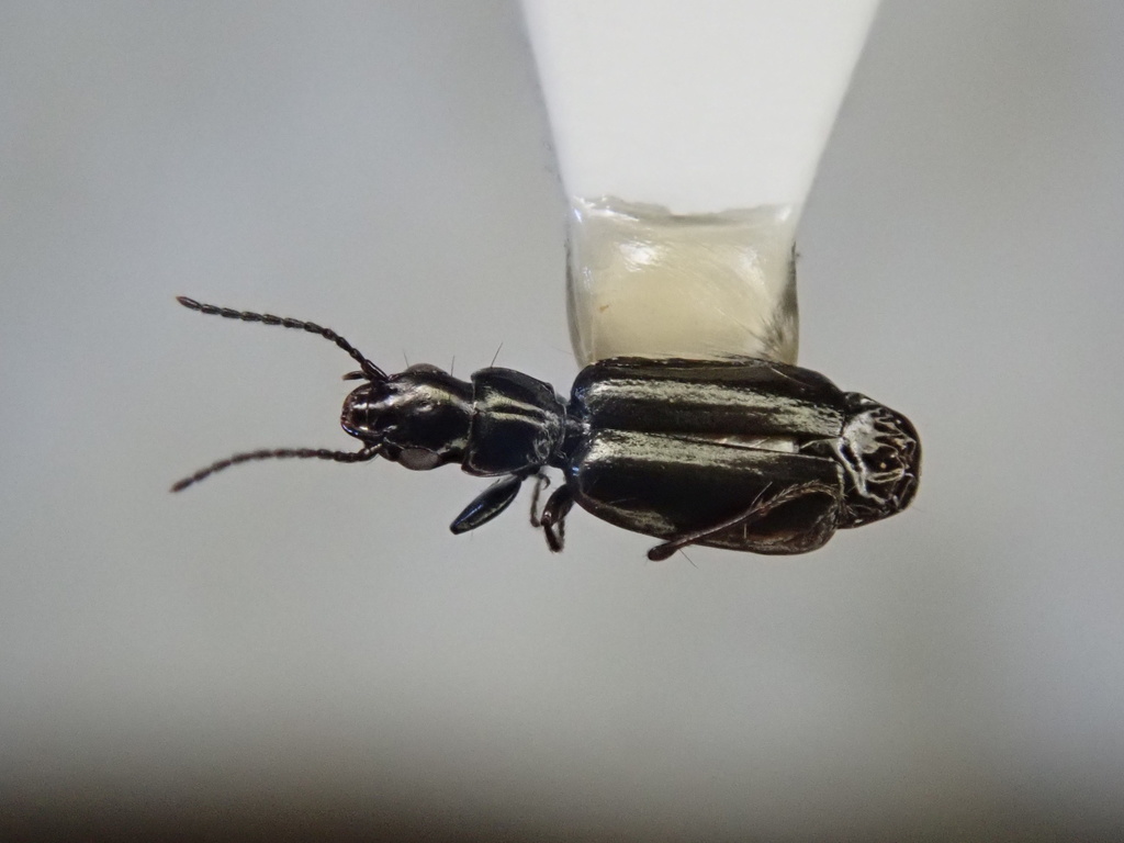 Microlestes major