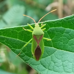 Discogastrini