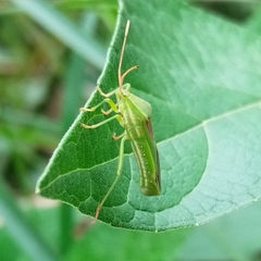 Discogastrini