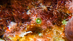 Parvocaulis