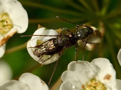 Molorchus bimaculatus