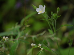 Hibiscus lobatus