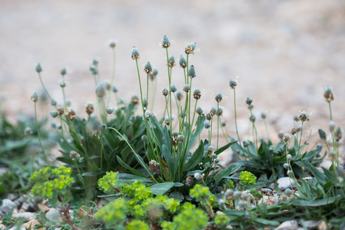 Plantago lagopus (Plantago lagopus)