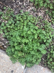 Geranium carolinianum carolinianum