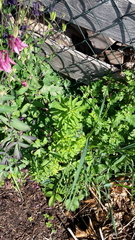 Euphorbia stricta
